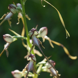 Himontoglossum affine